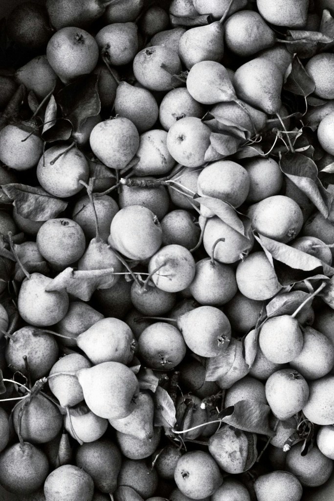 Photo Jan Tinneberg. Black and white gathering of pears. Artistic black and white photography.