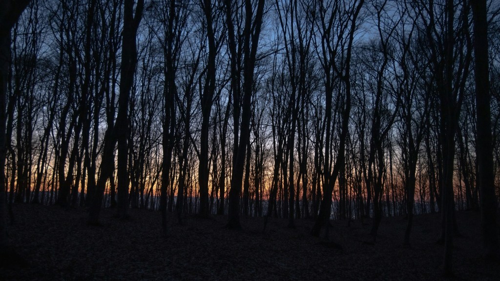Photo Laura Paraschivescu. Autumn woods at dusk. Setting sun with orange and indigo sky through silhouette of black trees.